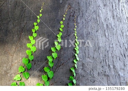 壁を這う緑のツタと成長を感じる自然の背景 壁を這う緑のツタと成長を感じる自然の背景 135179280