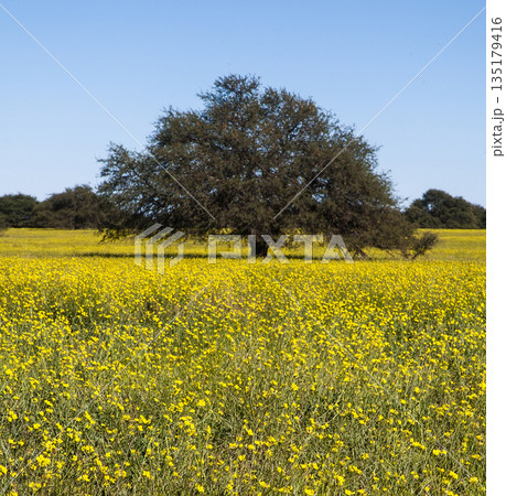 Flowered field in the Pampas Plain, La Pampa Province, Patagonia, Argentina. 135179416