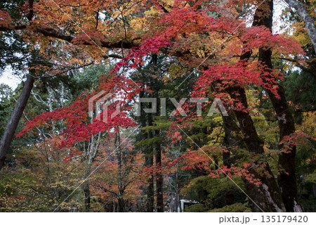 穴場の紅葉 穴場の紅葉 135179420