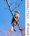 凛々しくヒヨドリ 135179449