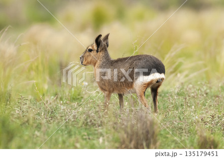 Patagonian Cavi.Peninsula de Valdes 135179451