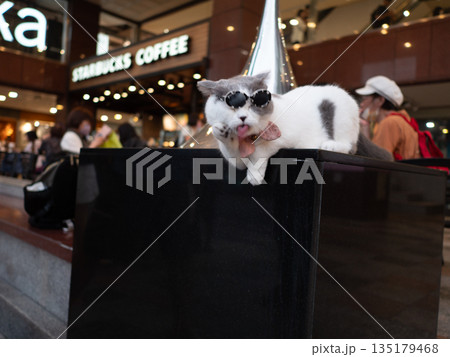 世界の猫 135179468