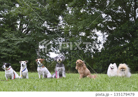 みんなでお散歩　ドッグラン　愛犬 135179479