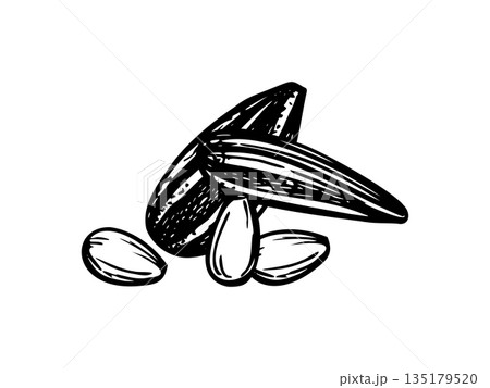 Black hulled sunflower seed pile monochrome vector black and white illustration. Peeled and oilseeds in peel etching drawing. Nut ingredient heap for healthy snack packaging, vegan food labels Black hulled sunflower seed pile monochrome vector black and white illustration. Peeled and oilseeds in peel etching drawing. Nut ingredient heap for healthy snack packaging, vegan food labels 135179520