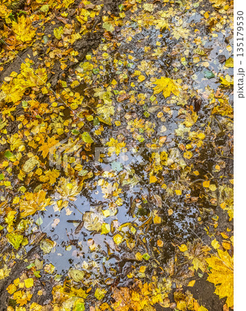Muddy Autumn Path with Fallen Yellow Leaves Muddy Autumn Path with Fallen Yellow Leaves 135179530