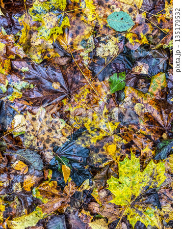 Vibrant Textured Background of Wet Autumn Leaves Vibrant Textured Background of Wet Autumn Leaves 135179532