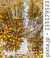 Autumn Forest Reflection in a Puddle 135179533