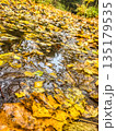 Close-up of Wet Golden Leaves on an Autumn Path 135179535