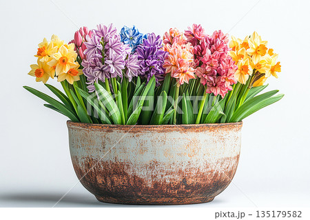 Succession flowering. Bulbs lasagna in pot. Planting method for containers or garden beds. Succession flowering. Bulbs lasagna in pot. Planting method for containers or garden beds. 135179582