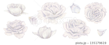White rose heads and petals from different angles watercolor illustration on isolated background. Flower in cool cloud shades of color. Blooming garden roses for religious or wedding printed products. 135179619