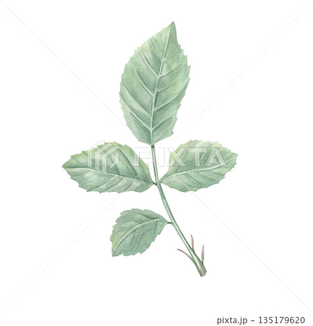 Single ruby rose on stem with green leaves watercolor illustration. Vintage realistic romantic flower composition for wedding arrangement, bridal shower, birthday greetings, memory day cards 135179620
