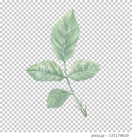 Single ruby rose on stem with green leaves watercolor illustration. Vintage realistic romantic flower composition for wedding arrangement, bridal shower, birthday greetings, memory day cards 135179620