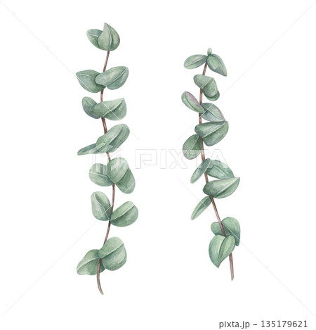 Eucalyptus branch with green leaves watercolor illustration. Silver dollar greenery. Floral summer, spring element for wedding invitation, stationary, greetings, save the date, thank you cards Eucalyptus branch with green leaves watercolor illustration. Silver dollar greenery. Floral summer, spring element for wedding invitation, stationary, greetings, save the date, thank you cards 135179621