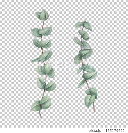 Eucalyptus branch with green leaves watercolor illustration. Silver dollar greenery. Floral summer, spring element for wedding invitation, stationary, greetings, save the date, thank you cards Eucalyptus branch with green leaves watercolor illustration. Silver dollar greenery. Floral summer, spring element for wedding invitation, stationary, greetings, save the date, thank you cards 135179621