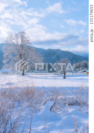 【冬】霧氷を纏うコブシ【北安曇郡白馬村】 【冬】霧氷を纏うコブシ【北安曇郡白馬村】 135179655