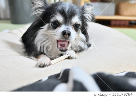リビングでハミガキガムを噛む愛犬 チワワ リビングでハミガキガムを噛む愛犬 チワワ 135179764