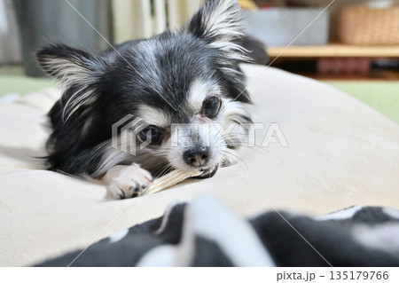 リビングでハミガキガムを噛む愛犬　チワワ 135179766