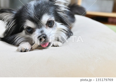 リビングでハミガキガムを噛む愛犬　チワワ 135179769