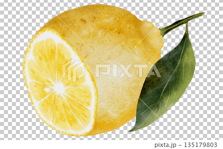Lemon watercolor. Hand drawn tropical sour fruit. Clip art of juicy yellow lime. Citrus on isolated white background. Ideal for logo and packaging of natural cosmetics, household chemicals and design Lemon watercolor. Hand drawn tropical sour fruit. Clip art of juicy yellow lime. Citrus on isolated white background. Ideal for logo and packaging of natural cosmetics, household chemicals and design 135179803