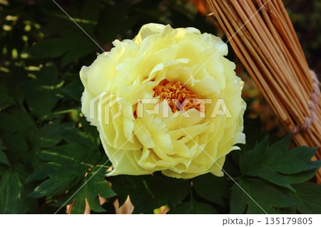 2026年1月に上野のぼたん苑に咲いた「黄冠（おうかん）」という名の冬ぼたん（3） 135179805