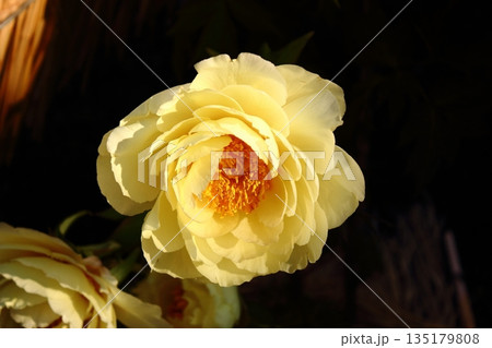 2026年1月に上野のぼたん苑に咲いた「黄冠（おうかん）」という名の冬ぼたん 135179808