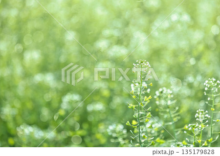 白いナズナの花 135179828