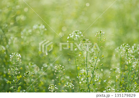 白いナズナの花 135179829