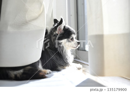 窓際で日向ぼっこ 可愛い仔犬のチワワ 窓際で日向ぼっこ 可愛い仔犬のチワワ 135179900