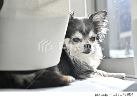 窓際で日向ぼっこ 可愛い仔犬のチワワ 窓際で日向ぼっこ 可愛い仔犬のチワワ 135179904