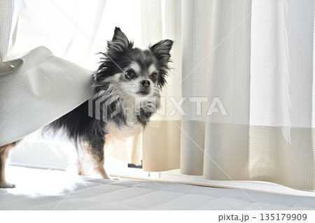 窓際で日向ぼっこ 可愛い仔犬のチワワ 窓際で日向ぼっこ 可愛い仔犬のチワワ 135179909