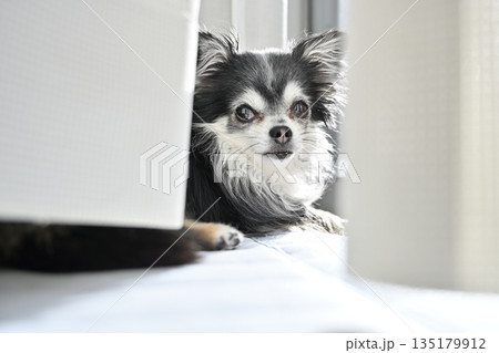 窓際で日向ぼっこ　可愛い仔犬のチワワ 135179912