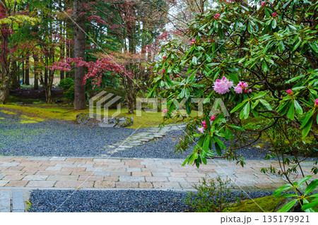 高野山 霊宝館の石楠花 高野山 霊宝館の石楠花 135179921