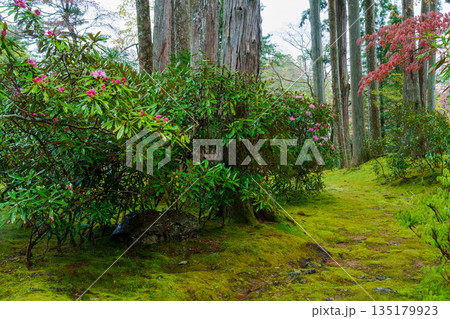 高野山 霊宝館の石楠花 高野山 霊宝館の石楠花 135179923