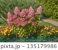 A paniculate hydrangea bush in the garden in close-up. 135179986
