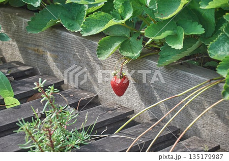 A single strawberry berry hangs from the bush. A single strawberry berry hangs from the bush. 135179987