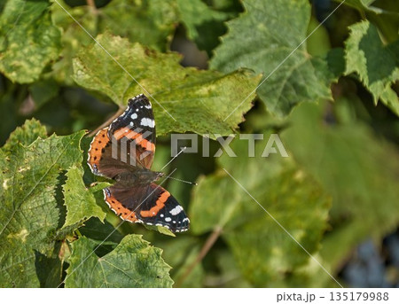 The admiral butterfly sits on green leaves The admiral butterfly sits on green leaves 135179988