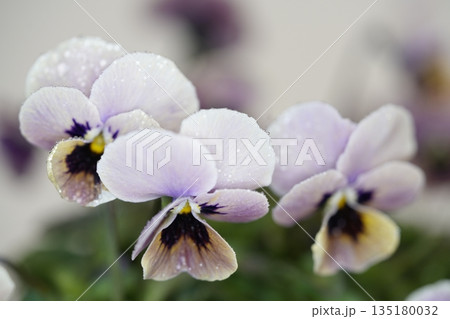 白バックに映えるビオラの花 白バックに映えるビオラの花 135180032