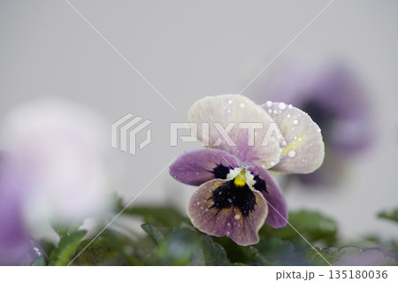 白バックに映えるビオラの花 白バックに映えるビオラの花 135180036