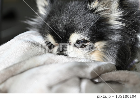 寝ることが増えた高齢犬 リビングで寝る可愛いチワワ 寝ることが増えた高齢犬 リビングで寝る可愛いチワワ 135180104