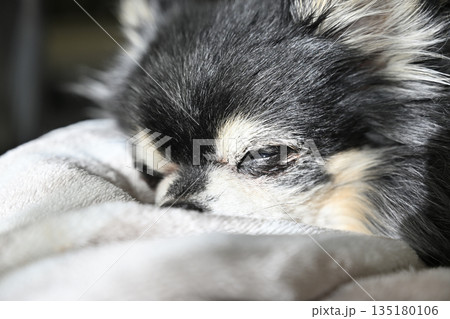 寝ることが増えた高齢犬 リビングで寝る可愛いチワワ 寝ることが増えた高齢犬 リビングで寝る可愛いチワワ 135180106