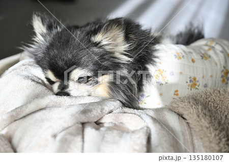 寝ることが増えた高齢犬 リビングで寝る可愛いチワワ 寝ることが増えた高齢犬 リビングで寝る可愛いチワワ 135180107