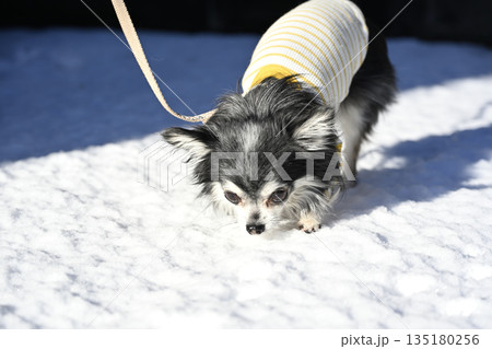 見慣れない雪に大興奮のチワワ 135180256