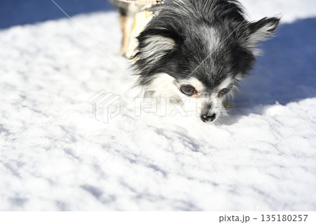 見慣れない雪に大興奮のチワワ 見慣れない雪に大興奮のチワワ 135180257