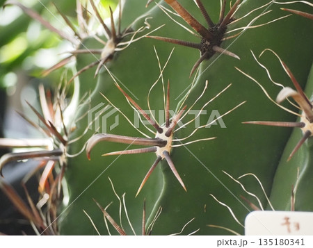 サボテン　巨鷲玉 135180341