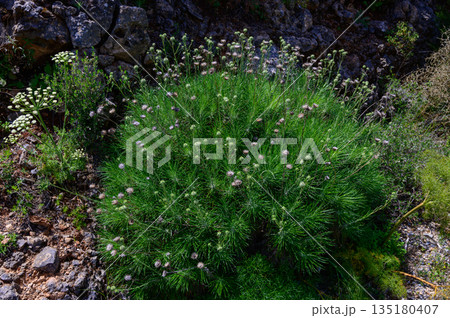 Green bush with flower buds in St. Hilarion Castle courtyard 135180407