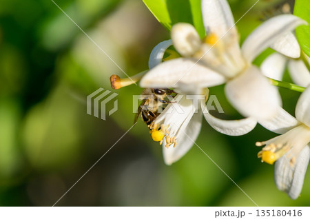 Macro image of a fresh orange blossom with soft white petals and yellow stamens. Captured on an orange tree in natural light, showcasing the delicate beauty of the flower. 135180416