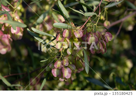 Ptelea trifoliata leaves, close-up in natural light Ptelea trifoliata leaves, close-up in natural light 135180425