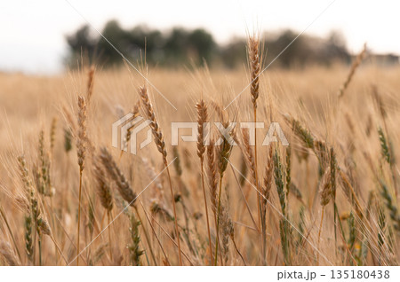 Close-Up of Rye Against Sky, Northern Cyprus 135180438