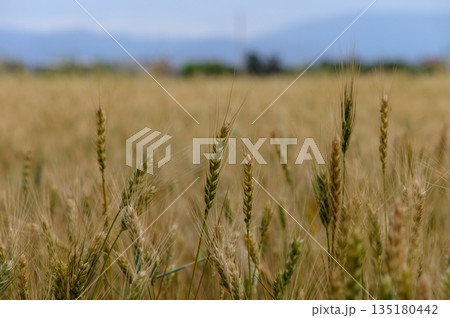 Close-Up of Rye Against Sky, Northern Cyprus Close-Up of Rye Against Sky, Northern Cyprus 135180442
