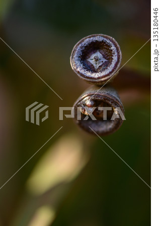 Macro shot of eucalyptus flower buds in natural light. Photographed in Northern Cyprus. Soft background, botanical and organic texture. Macro shot of eucalyptus flower buds in natural light. Photographed in Northern Cyprus. Soft background, botanical and organic texture. 135180446